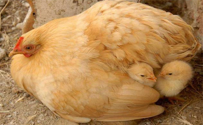 母鸡抱窝怎么办 如何防止母鸡抱窝