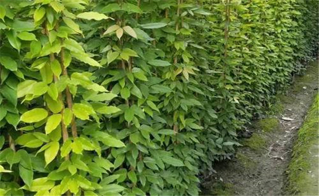 油麻藤属于什么植物 常绿油麻藤简介