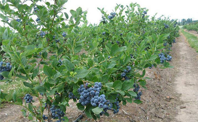 蓝莓一亩地种植多少棵
