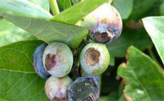 蓝莓灰霉病的症状与防治