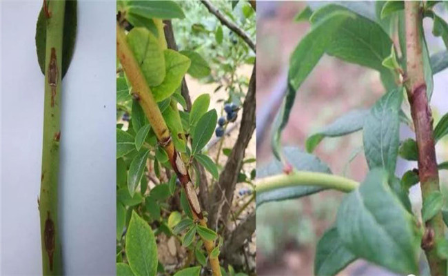 蓝莓枝枯病的症状与防治