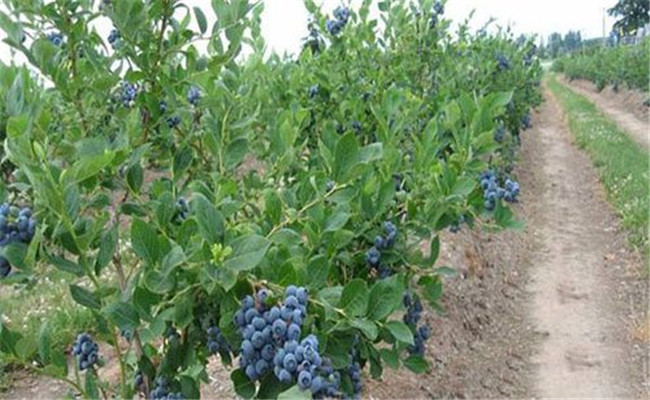 蓝莓的种植技术要求