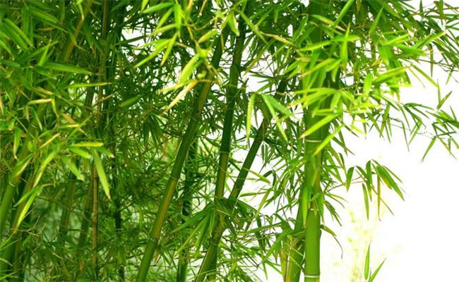 桂竹的生态习性及其变种、变型及品种
