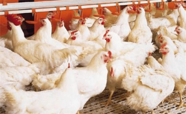 如何掌握肉鸡限制饲喂技术
