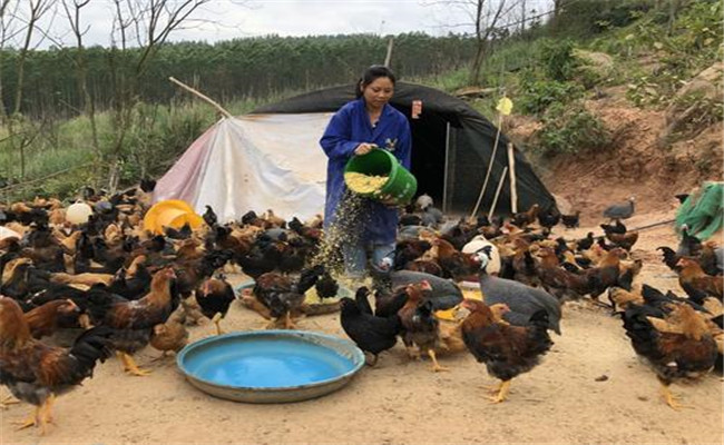 农家喂鸡不当导致养鸡效益低下