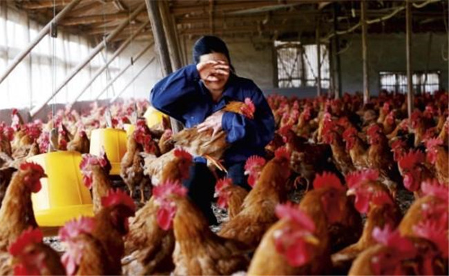 冬春季节养鸡如何获得高效益