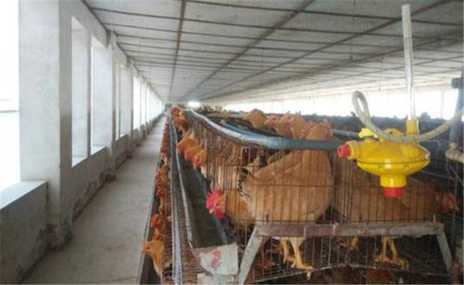 如何提高种鸡场养殖效率的措施