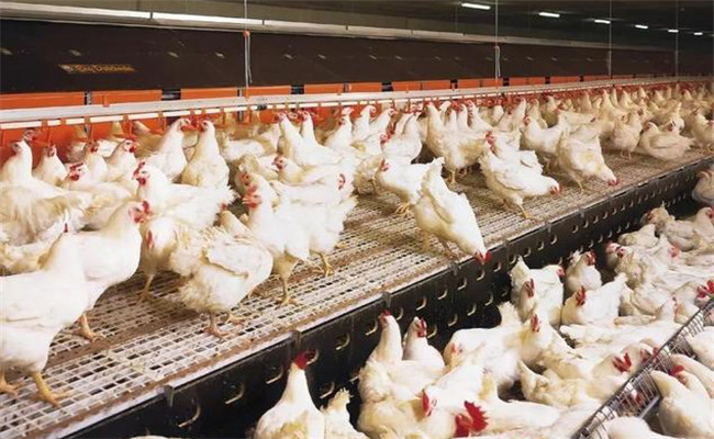 怎样提高肉鸡生产均匀度的方法
