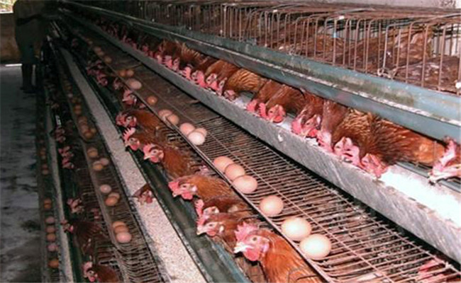 养鸡如何提高蛋壳质量、降低破蛋率