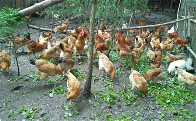 草鸡养殖前景如何 目前养殖草鸡存在的哪些问题
