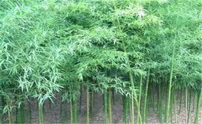 刚竹是散生还是丛生