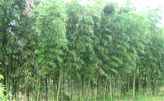 刚竹的生态习性