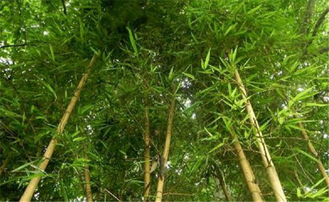 乌哺鸡竹的栽培与管理