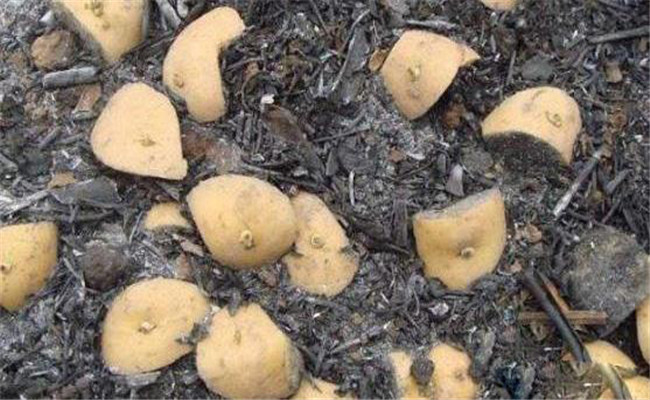 马铃薯切种后多久种植