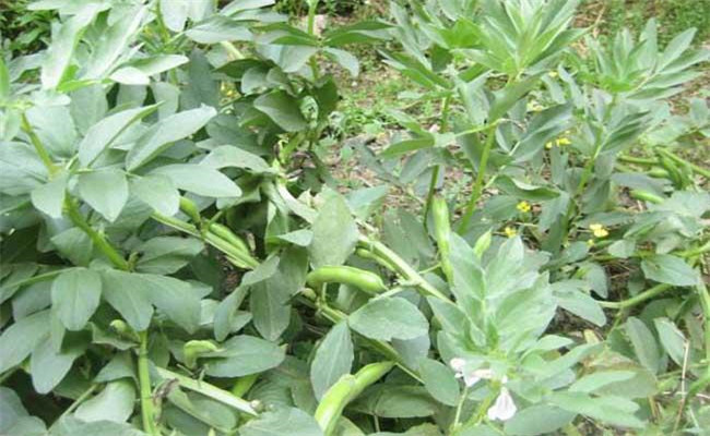 蚕豆的种植技术与管理