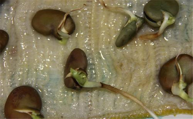 蚕豆种子发芽的环境条件