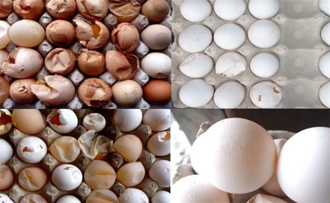 蛋鸡产软壳蛋数量增多的原因