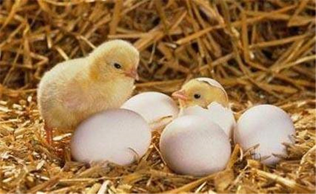蛋鸡种蛋孵化率下降的原因是什么