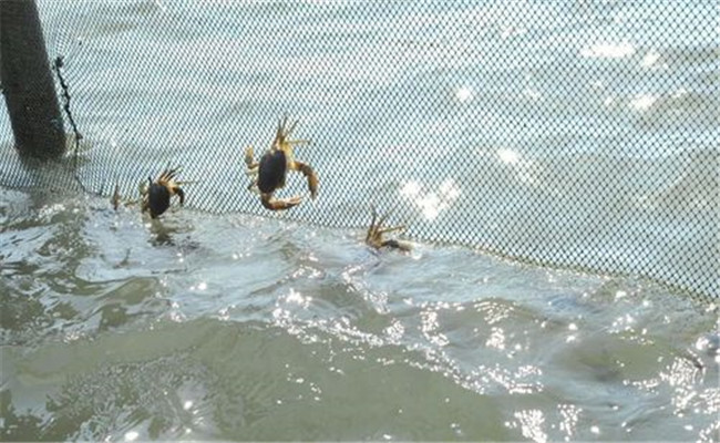 适合梭子蟹生长的环境条件