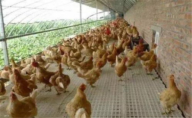 如何预防鸡的应激反应