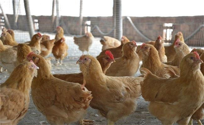 目前农村养鸡面临的主要问题