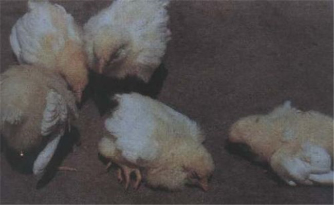 禽（鸡）曲霉菌病的主要症状