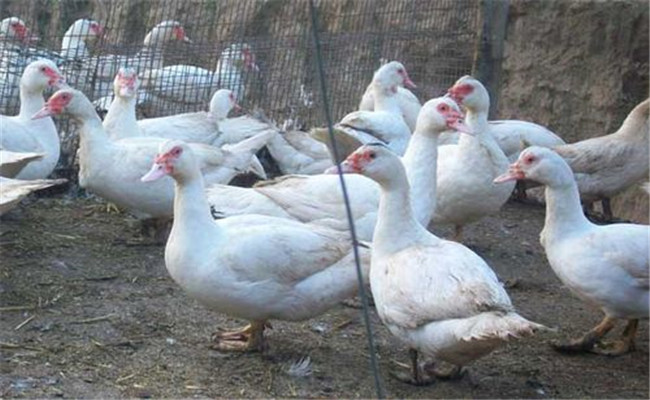 鸭病毒性肝炎症状 鸭病毒性肝炎的治疗方法