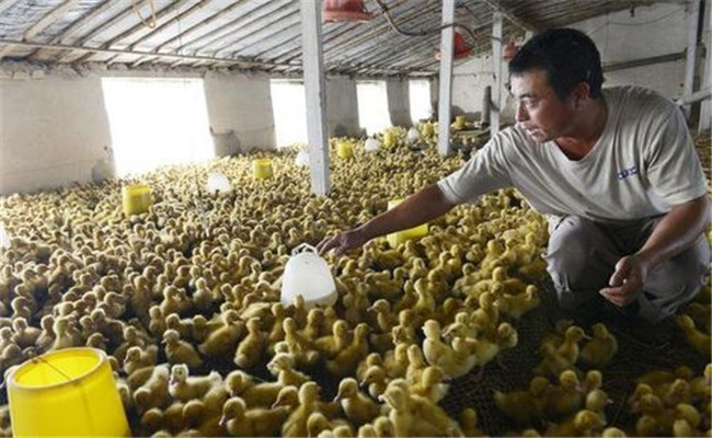肉鸭养殖业的几个节约饲料的方法