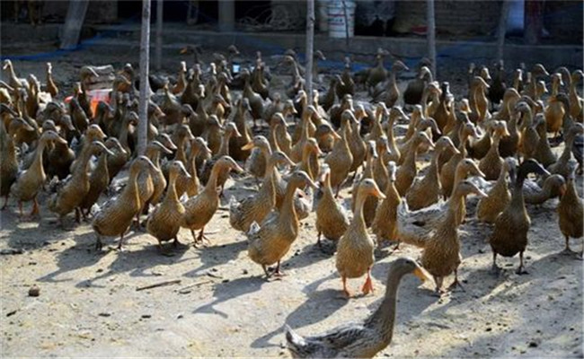 遵循养殖规律才能提高养鸭效益