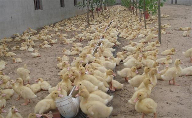 养鸭常用的六种饲料是什么