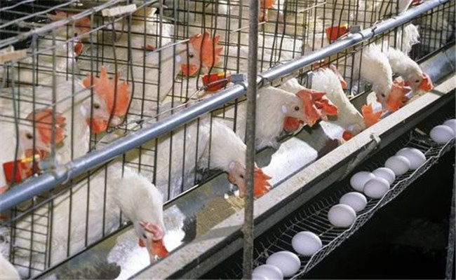 秋季产蛋鸡的饲养管理与疾病预防