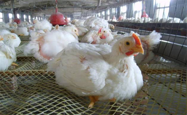 间隔喂料法养鸡的方法及应注意的问题