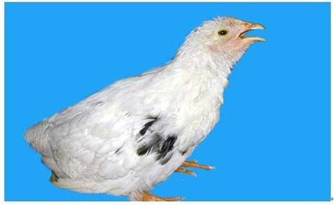 鸡传染性喉气管炎病的流行特点与防治措施