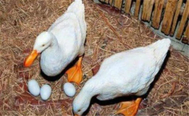 蛋鸭在产蛋初期和前期的饲养管理要点