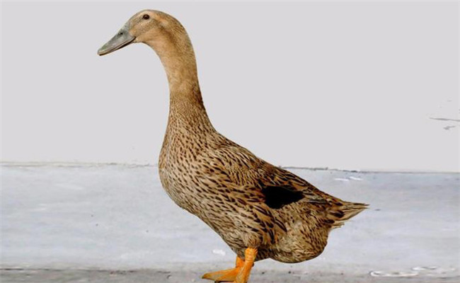 根据鸭的外貌与生理特征选择种鸭