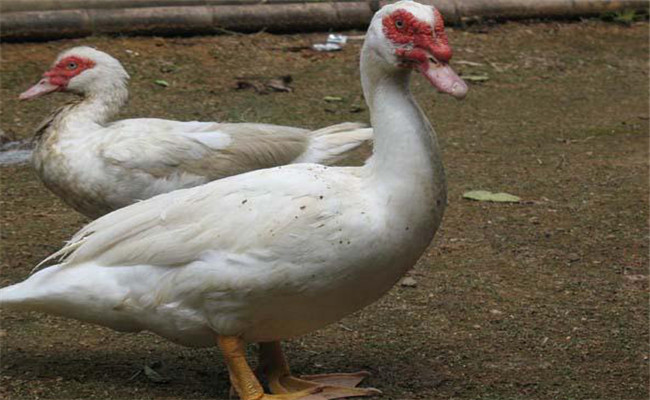 瘤头鸭的形态特征及其生产性能指标