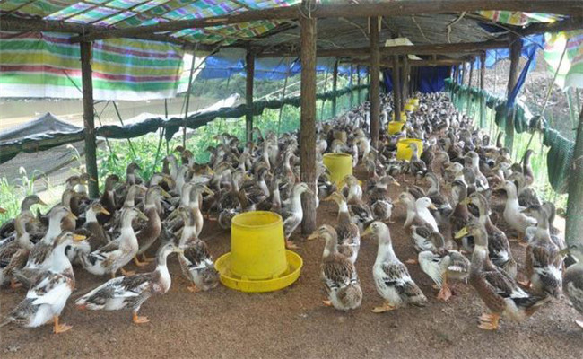 鸭养殖场场址环境的基本要求