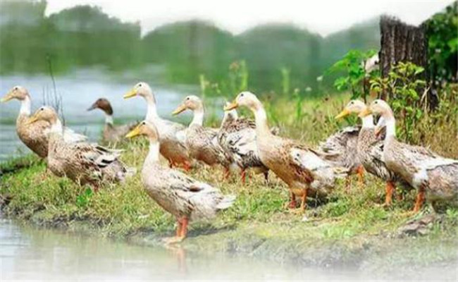 鸭的生物学特性及其生活习性