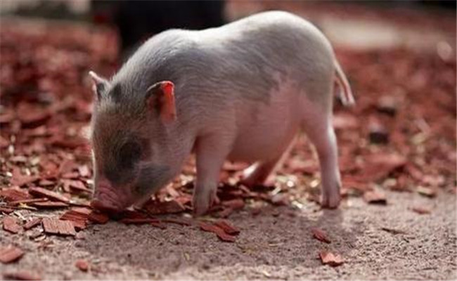 猪的生物学特性