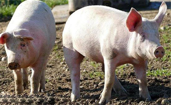 猪的品种和类型