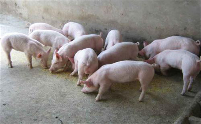 发展瘦肉型猪生产的新途径