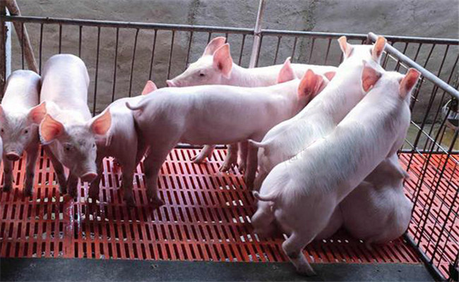 如何科学提高瘦肉型仔猪成活率