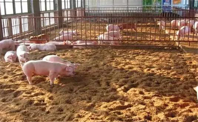 发酵床养猪的一般性要求