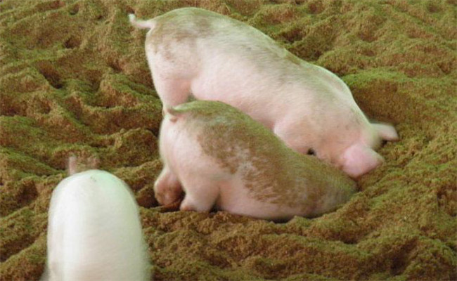 发酵床养猪管理技术要点