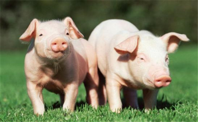 八种调制和使用猪饲料时的常见错误