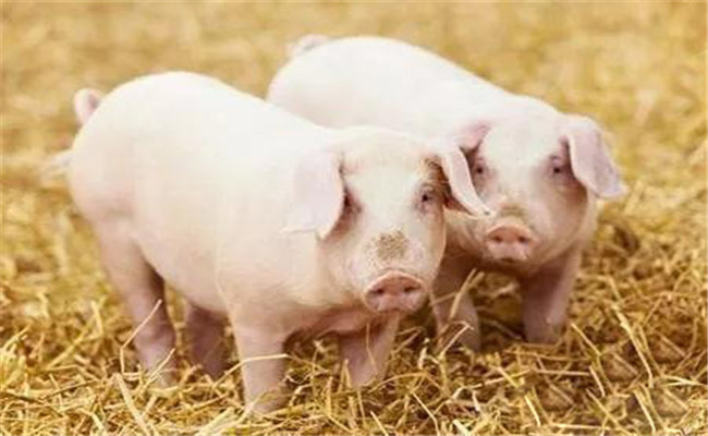 维生素在猪生长发育中所起的作用