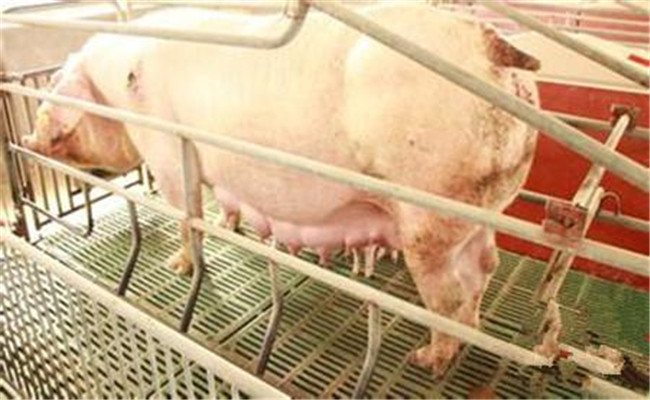 预防母猪发生热应激的营养措施