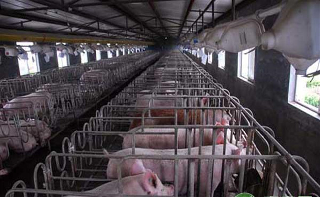养猪场使用消毒药物的注意事项