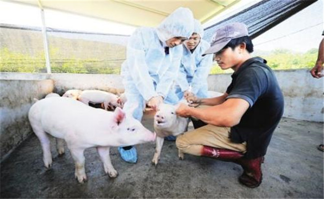 养猪场合理使用疫苗需注意的问题