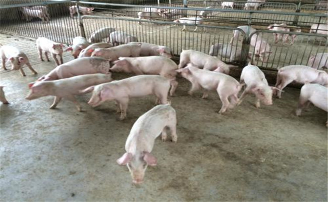 猪场应对炎夏的保健措施有哪些